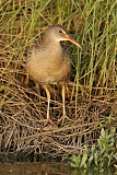 Clapper Rail