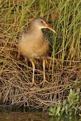 Clapper Rail