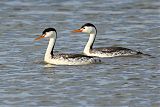 Clark's Grebe