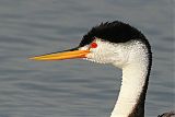 Clark's Grebe