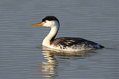 Clark's Grebe