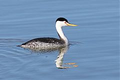 Clark's Grebe