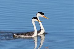 Clark's Grebe
