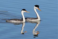 Clark's Grebe