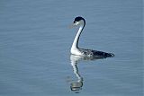 Clark's Grebe