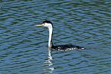 Clark's Grebe