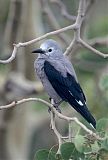 Clark's Nutcracker