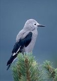 Clark's Nutcracker