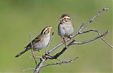 Clay-colored Sparrowborder=