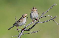 Clay-colored Sparrow