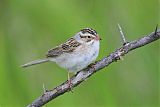 Clay-colored Sparrowborder=