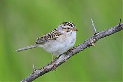 Clay-colored Sparrow