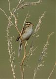 Clay-colored Sparrow