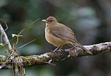 Clay-colored Thrush