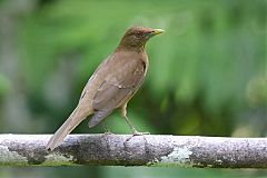 Clay-colored Thrush