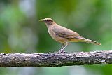 Clay-colored Thrush