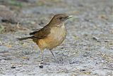 Clay-colored Thrush