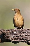 Clay-colored Thrush