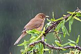 Clay-colored Thrush