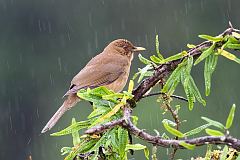 Clay-colored Thrush