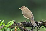 Clay-colored Thrush