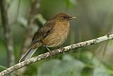 Clay-colored Thrush