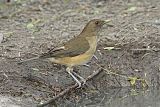 Clay-colored Thrush