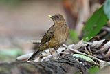 Clay-colored Thrush