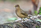 Clay-colored Thrush