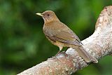 Clay-colored Thrush