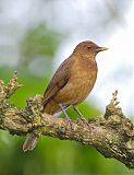 Clay-colored Thrush