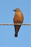 Cliff Flycatcher