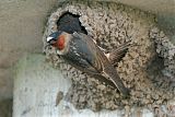 Cliff Swallow