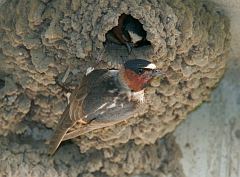 Cliff Swallow