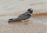 Cliff Swallow