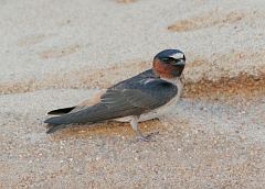 Cliff Swallow