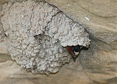 Cliff Swallow