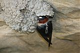 Cliff Swallow