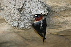 Cliff Swallow