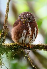 Cloud-forest Pygmy-Owl