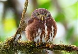 Cloud-forest Pygmy-Owl