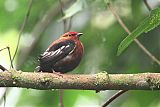 Club-winged Manakinborder=