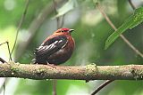 Club-winged Manakin