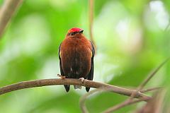 Club-winged Manakin