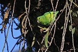 Cobalt-rumped Parrotletborder=