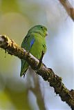 Cobalt-rumped Parrotletborder=