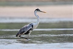 Cocoi Heron