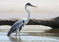 Cocoi Heron