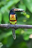 Collared Aracari