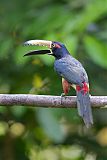 Collared Aracari